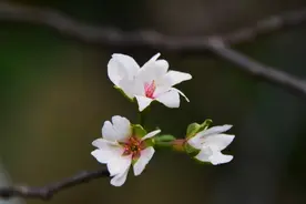 错过了春天的樱花？淡红的秋樱在阳光中摇曳图片