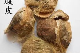 中药古今研究：大腹皮图片