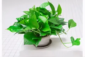 家家都养绿萝，有人却说“有毒”，别不信图片