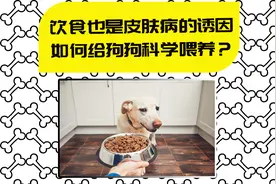 【医知宠】总是给狗狗喂狗粮？看似健康，其实在为犬皮肤病埋祸根