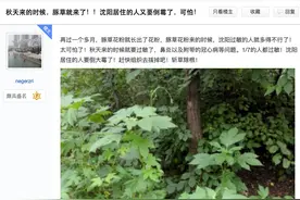 又到过敏季！立秋后沈阳花粉浓度上升，预防过敏性鼻炎你要这样做图片