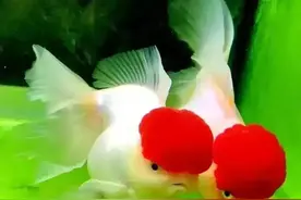 指尖恋爱法图片