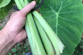 这道美食听着就让人喉咙发痒，但却是广西人的最爱，超级下饭图片