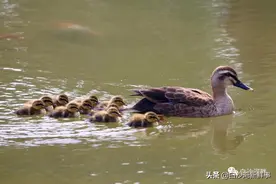 荷塘美色！鸭妈妈带着小鸭子们游泳，湖里的鱼也来凑趣图片