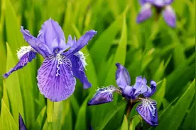 群芳百卉靠“姿色”，为你揭开花花世界里的“花色”之谜图片