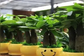 适合室内养的大型植物图片