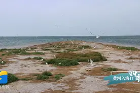 美醉！60秒看遍黄河口春夏秋冬图片