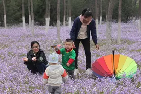 北京私藏小众千亩花海，紫色二月兰争相绽放，游人不超10个图片