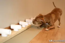 云南缉毒犬轮番查获毒品，它们是如何嗅出毒品的？训练方法不简单图片