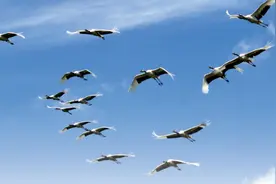 人类不可无珍禽丨江苏盐城湿地珍禽国家级自然保护区的丹顶鹤图片