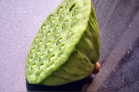 蕴育之美——莲蓬小像图片