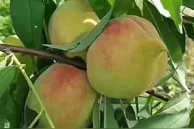 南方吃桃子季节到了，你吃了没？图片