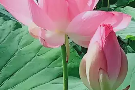 关于《荷》的（自创）小诗二首图片