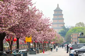 西安大雁塔下樱花盛开 百余米道路一片粉色图片