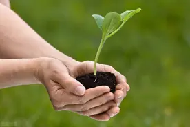 奇怪，南瓜定植时，菜农把南瓜幼苗主根掐掉为哪般？图片