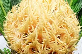 又见铁树开花，当为否极泰来乎？图片