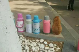 北大的流浪猫，都有学籍，猫咪之间的三角恋，都被写得清清楚楚图片