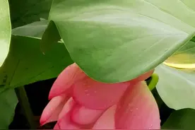 “火花大王”季之光季之康图片
