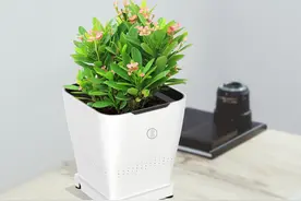 春天如何给花换盆？掌握这3点，换盆很简单图片