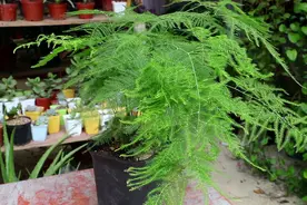 文竹夏天有“5怕”，难怪叶片枯萎哗哗掉，避开，枝叶翠绿开白花图片