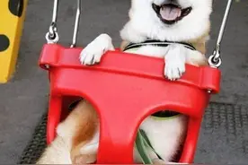 柴犬把你当主人，才会对你有这7个表现，没有的话你就要反思了图片