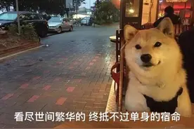 中国超2亿人单身，你中招了没？图片