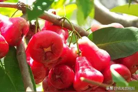 南方一种水果，原产自印度，1年能结果4次，北方1斤卖28元图片