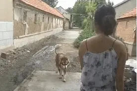 狗狗贪玩回家晚了，见了主人还假装一瘸一拐的，狗：妈，我回来了图片