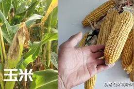 登海605与沃玉3号玉米品种，种植哪一个好，如何选择图片