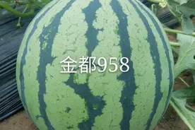 金都958西瓜种子 早熟抗病西瓜品种图片