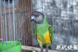 药店里传出奇怪的鸟叫，牵出大案：非法买卖百只野生鹦鹉，最贵20万图片