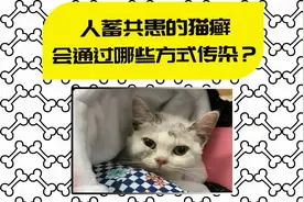 猫癣可以传染给人！特别是夏天这样撸猫，感染几率更高视频封面
