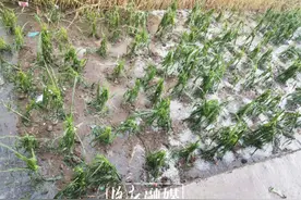 刚刚，洛阳这个地方下冰雹了！还有三个县发布冰雹橙色预警图片