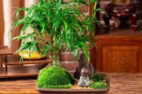 9种公认的“吉祥花”，适合室内养，日子越过越好图片