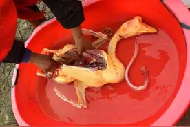 鹅肉有什么营养价值，什么人不能吃鹅肉？图片