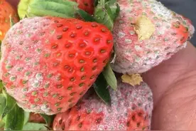攻克草莓白粉病，3招学会辨别，3招做好防治工作图片