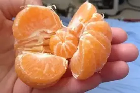 橘子里面包橘子，你见过吗？图片