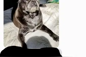 带巴哥犬去做体检，拿到片子后愣在了原地：是不是搞错了呀？图片