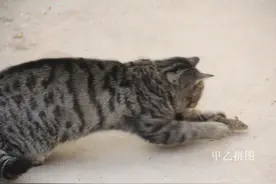 可爱萌宠，现实版动画片《猫和老鼠》，看我怎么虐你图片