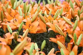 国庆假期 到成都漫花庄园打卡9999朵蓝色妖姬图片