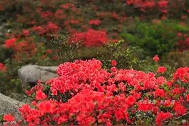 花开得怎样了？这里是广东望军山杜鹃花海2021年最新资讯图片