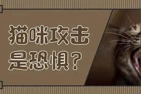 如何避免铲屎官的“流血事件”？8点解决猫咪的恐惧性攻击图片