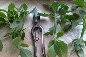 这3种花“剪一刀”，顺利过冬，来年又能开花了图片
