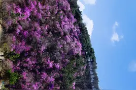 奇秀五莲山，看杜鹃花怒放的样子，感受世界依旧美好！图片