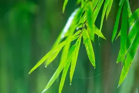 军医小茵 | 今日清明图片