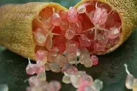世界上最贵的10种水果，吃过5种算土豪，我买不起皮皮图片