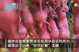 河南退休专家用牵牛花嫁接出空中红薯 网友：蒙人！图片