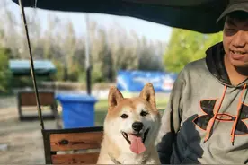 已步入中老年，被第二次拍卖的柴犬登登，在等一个不会抛弃它的新主人图片