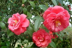 山茶花的“5个”养护禁忌，熟知才能养出好茶花图片