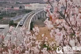 美爆了！花开成海，青岛地铁11号线助力乡村振兴（附赏花攻略）图片